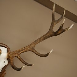 Bois de cerf rouge 6 cors Hauteur 59 cm Bois de cerf Plaque trophée sculptée 70.1031