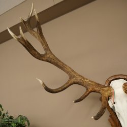 Bois de cerf rouge 6 cors Hauteur 59 cm Bois de cerf Plaque trophée sculptée 70.1031