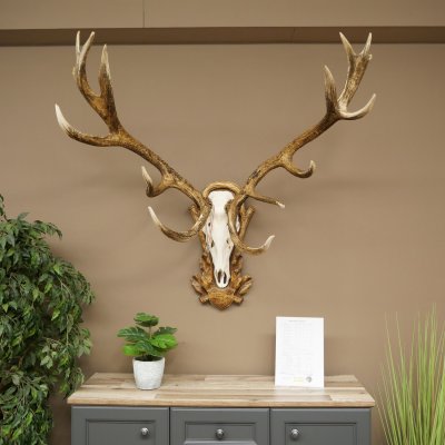 Bois de cerf rouge 6 cors Hauteur 59 cm Bois de cerf Plaque trophée sculptée 70.1031