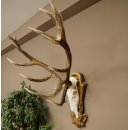 Bois de cerf rouge 6 cors Hauteur 59 cm Bois de cerf Plaque trophée sculptée 70.1031