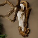 Bois de cerf rouge 6 cors Hauteur 59 cm Bois de cerf Plaque trophée sculptée 70.1031