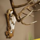 Bois de cerf rouge 6 cors Hauteur 59 cm Bois de cerf Plaque trophée sculptée 70.1031