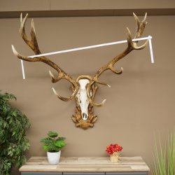 Bois de cerf rouge 6 cors Hauteur 59 cm Bois de cerf Plaque trophée sculptée 70.1031