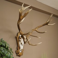 Bois de cerf rouge 6 cors Hauteur 59 cm Bois de cerf Plaque trophée sculptée 70.1031