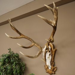 Bois de cerf rouge 6 cors Hauteur 59 cm Bois de cerf Plaque trophée sculptée 70.1031