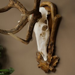 Bois de cerf rouge 6 cors Hauteur 59 cm Bois de cerf Plaque trophée sculptée 70.1031