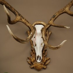 Bois de cerf rouge 6 cors Hauteur 59 cm Bois de cerf Plaque trophée sculptée 70.1031