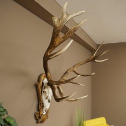 Bois de cerf rouge 6 cors Hauteur 59 cm Bois de cerf Plaque trophée sculptée 70.1031