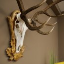 Bois de cerf rouge 6 cors Hauteur 59 cm Bois de cerf Plaque trophée sculptée 70.1031