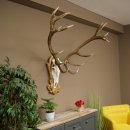 Bois de cerf rouge 6 cors Hauteur 59 cm Bois de cerf Plaque trophée sculptée 70.1031