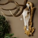 Bois de cerf rouge 6 cors Hauteur 59 cm Bois de cerf Plaque trophée sculptée 70.1031