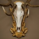 Bois de cerf rouge 6 cors Hauteur 59 cm Bois de cerf Plaque trophée sculptée 70.1031