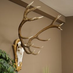 Bois de cerf rouge 6 cors Hauteur 59 cm Bois de cerf Plaque trophée sculptée 70.1031