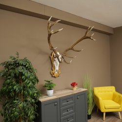 Bois de cerf rouge 6 cors Hauteur 59 cm Bois de cerf Plaque trophée sculptée 70.1031