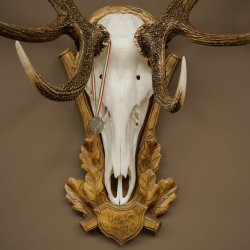 Bois de cerf rouge 6 cors Hauteur 59 cm Bois de cerf Plaque trophée sculptée 70.1031