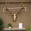 Bois de cerf rouge 6 cors Hauteur 59 cm Bois de cerf Plaque trophée sculptée 70.1031