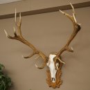 Bois de cerf rouge 6 cors Hauteur 59 cm Bois de cerf Plaque trophée sculptée 70.1031