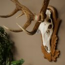 Bois de cerf rouge 6 cors Hauteur 59 cm Bois de cerf Plaque trophée sculptée 70.1031