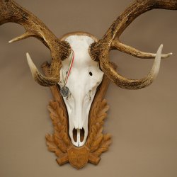 Bois de cerf rouge 6 cors Hauteur 59 cm Bois de cerf Plaque trophée sculptée 70.1031