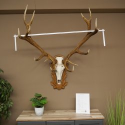 Bois de cerf rouge 6 cors Hauteur 59 cm Bois de cerf Plaque trophée sculptée 70.1031