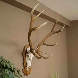 Bois de cerf rouge 6 cors Hauteur 59 cm Bois de cerf Plaque trophée sculptée 70.1031