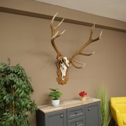 Bois de cerf rouge 6 cors Hauteur 59 cm Bois de cerf Plaque trophée sculptée 70.1031