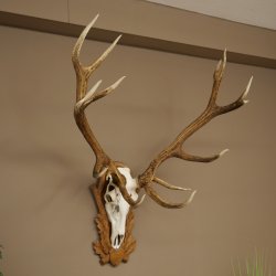 Bois de cerf rouge 6 cors Hauteur 59 cm Bois de cerf Plaque trophée sculptée 70.1031