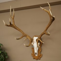 Bois de cerf rouge 6 cors Hauteur 59 cm Bois de cerf Plaque trophée sculptée 70.1031