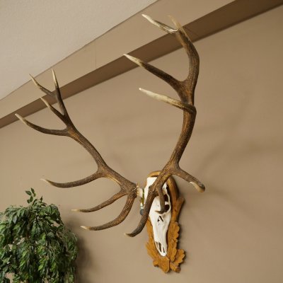 Cuernos de ciervo rojo 6 puntas Altura 59 cm Cuernos de ciervo Cuernos tallados con placa de trofeo 70.1031