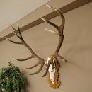 Corna di cervo rosso 6 punte Altezza 59 cm Corna di cervo...