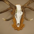 Cuernos de ciervo rojo 6 puntas Altura 59 cm Cuernos de ciervo Cuernos tallados con placa de trofeo 70.1031