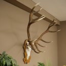 Cuernos de ciervo rojo 6 puntas Altura 59 cm Cuernos de ciervo Cuernos tallados con placa de trofeo 70.1031