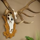 Cuernos de ciervo rojo 6 puntas Altura 59 cm Cuernos de ciervo Cuernos tallados con placa de trofeo 70.1031