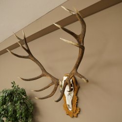 Cuernos de ciervo rojo 6 puntas Altura 59 cm Cuernos de ciervo Cuernos tallados con placa de trofeo 70.1031