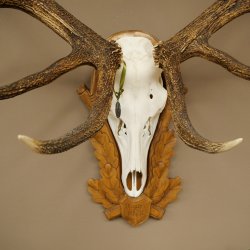 Cuernos de ciervo rojo 6 puntas Altura 59 cm Cuernos de ciervo Cuernos tallados con placa de trofeo 70.1031