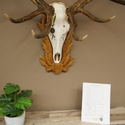 Cuernos de ciervo rojo 6 puntas Altura 59 cm Cuernos de ciervo Cuernos tallados con placa de trofeo 70.1031