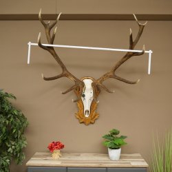 Cuernos de ciervo rojo 6 puntas Altura 59 cm Cuernos de ciervo Cuernos tallados con placa de trofeo 70.1031