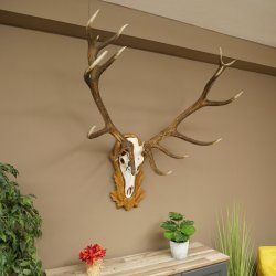 Cuernos de ciervo rojo 6 puntas Altura 59 cm Cuernos de ciervo Cuernos tallados con placa de trofeo 70.1031