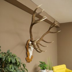 Cuernos de ciervo rojo 6 puntas Altura 59 cm Cuernos de ciervo Cuernos tallados con placa de trofeo 70.1031