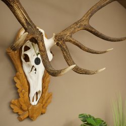 Cuernos de ciervo rojo 6 puntas Altura 59 cm Cuernos de ciervo Cuernos tallados con placa de trofeo 70.1031