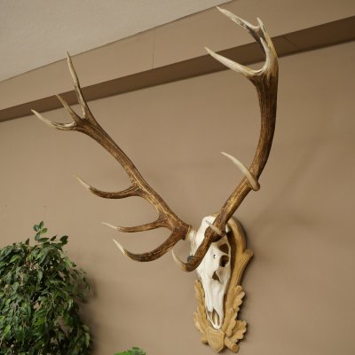 Red deer antlers 6-point stag Height 59 cm Deer antlers Carved trophy plaque 70.1031