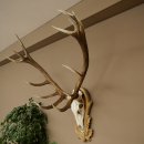Red deer antlers 6-point stag Height 59 cm Deer antlers Carved trophy plaque 70.1031