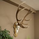 Red deer antlers 6-point stag Height 59 cm Deer antlers Carved trophy plaque 70.1031
