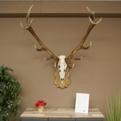 Red deer antlers 6-point stag Height 59 cm Deer antlers Carved trophy plaque 70.1031