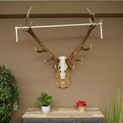 Red deer antlers 6-point stag Height 59 cm Deer antlers Carved trophy plaque 70.1031