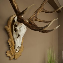 Red deer antlers 6-point stag Height 59 cm Deer antlers Carved trophy plaque 70.1031