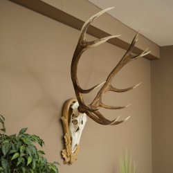 Red deer antlers 6-point stag Height 59 cm Deer antlers Carved trophy plaque 70.1031