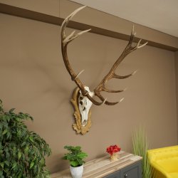 Red deer antlers 6-point stag Height 59 cm Deer antlers Carved trophy plaque 70.1031