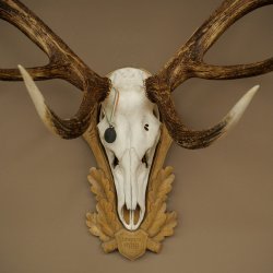 Red deer antlers 6-point stag Height 59 cm Deer antlers Carved trophy plaque 70.1031