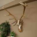 Corna di cervo rosso 6 punte Altezza 59 cm Corna di cervo...